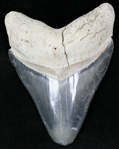 Serrated  Bone Valley Megalodon Tooth #22215